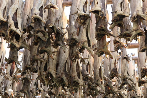 Reine, / Norway - June 15 2019: Stockfish hanging outdoors for drying
