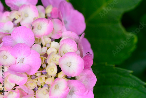ピンクのアジサイの花