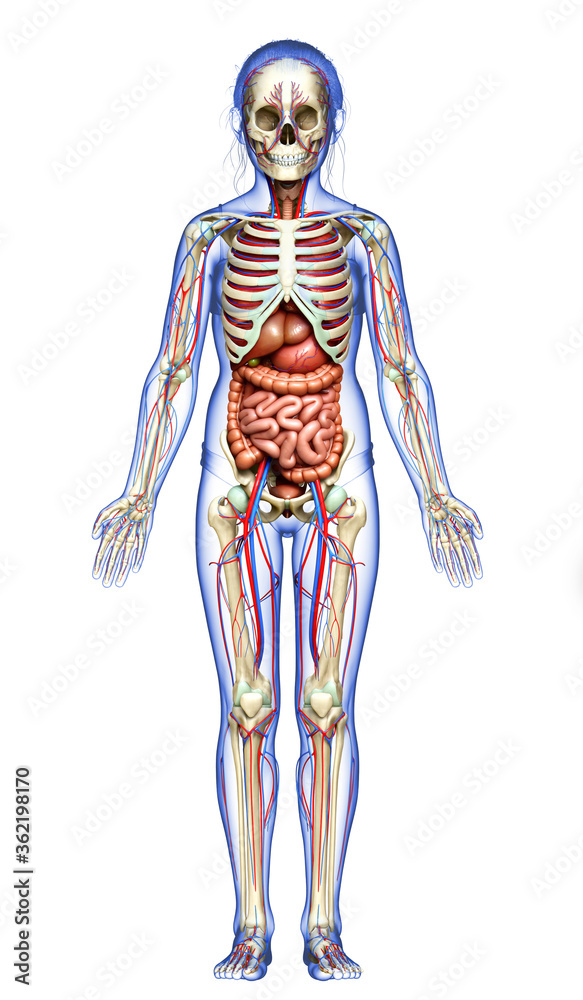 3d rendered medically accurate illustration of girl Internal organs, skeleton and circulatory system 3d rendered medically accurate illustration of girl Internal organs, skeleton and circulatory system