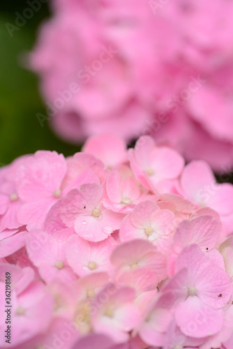 ピンク色の紫陽花のクローズアップ