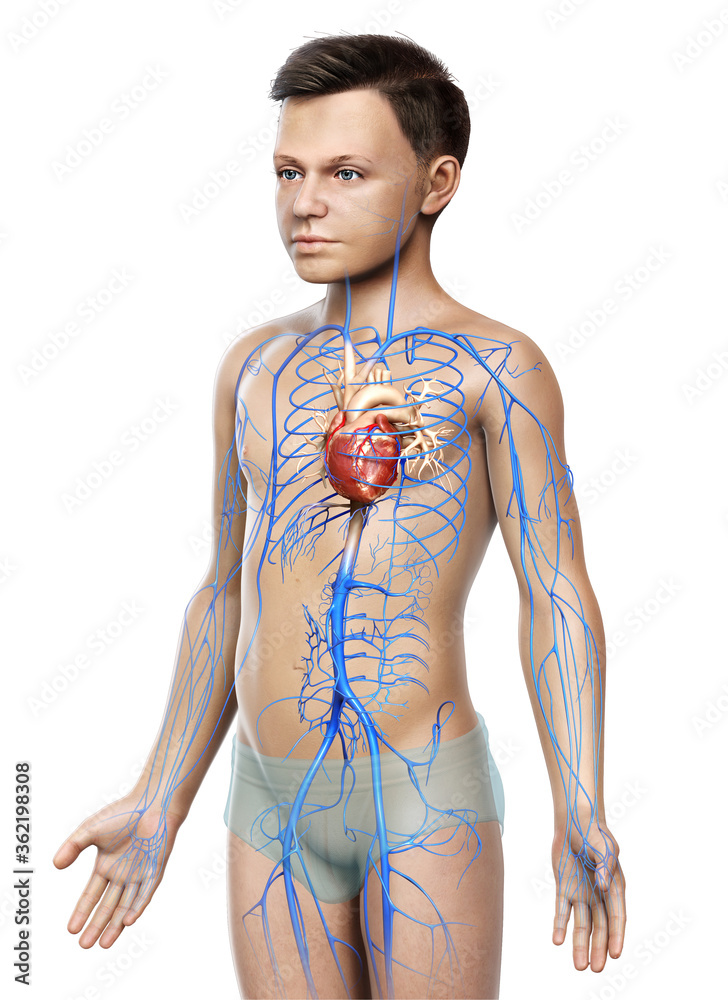 3d rendered medically accurate illustration of a boy Veins anatomy