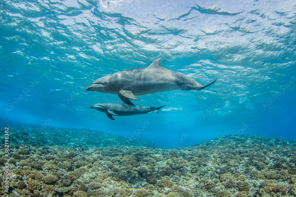 Obraz premium dolphins underwater