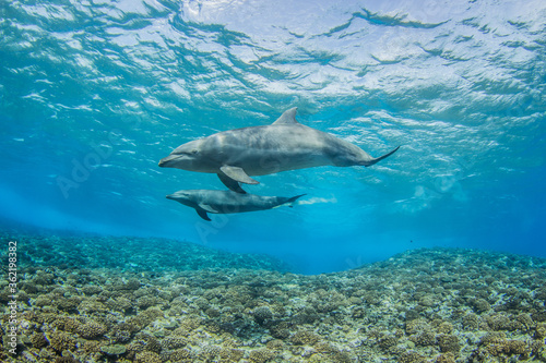 dolphins underwater