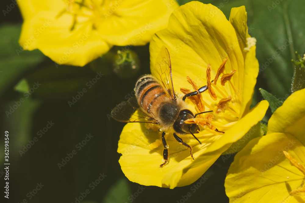 Evening Primrose Pollinator 2 Evening Primrose Pollinator 2