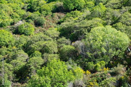 Native forest in the Abel Tasman National Park  New Zealand