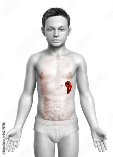 3d rendered, medically accurate illustration of a young boy Spleen Anatomy photo