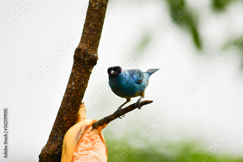 Tangara Nuquirrufa / Golden Naped Tanager / Tangara ruficervix ubicada en Mindo, Ecuador,  Reserva de Biósfera del Chocó Andino  photo