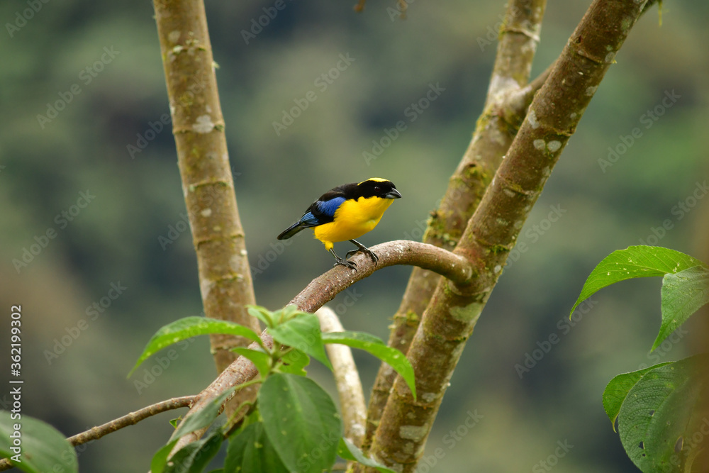 Naklejka premium Tángara primavera, tangara aliazul, tangara montana aliazul o cachaquito primavera / Anisognathus somptuosus ubicado en Mindo, Ecuador, Reserva de Biósfera del Chocó Andino 