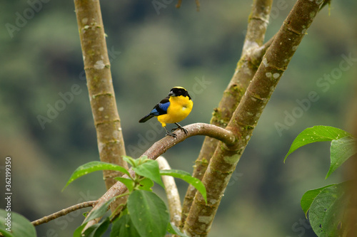 Tángara primavera, tangara aliazul, tangara montana aliazul o cachaquito primavera / Anisognathus somptuosus ubicado en Mindo, Ecuador, Reserva de Biósfera del Chocó Andino 