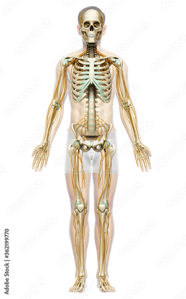 3d rendered medically accurate illustration of the nervous system and skeleton system 3d rendered medically accurate illustration of the nervous system and skeleton system