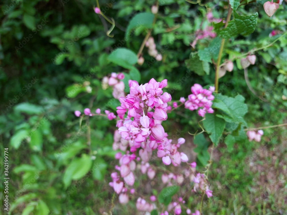 Pink mexican creeper blooming in nature background Pink mexican creeper blooming in nature background