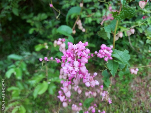 Pink mexican creeper blooming in nature background