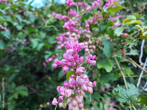 Pink mexican creeper blooming in nature background