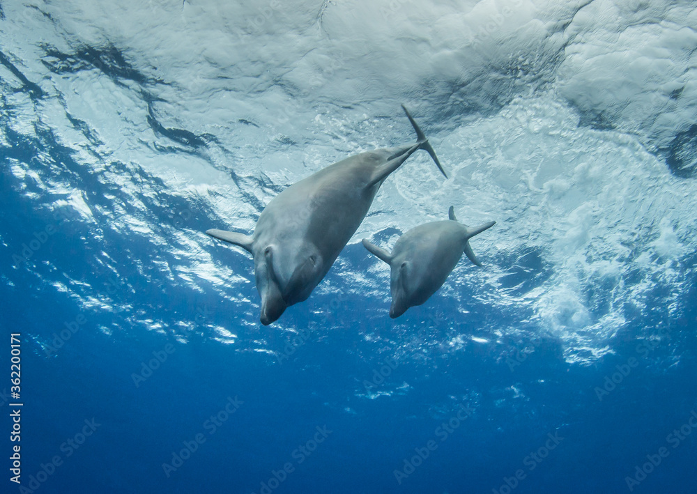 Obraz premium dolphins underwater