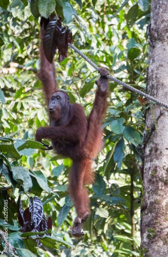 Wild Orangutans in at the Semenggoh Nature Reserve
in Sarawak Province, Malaysian Borneo
