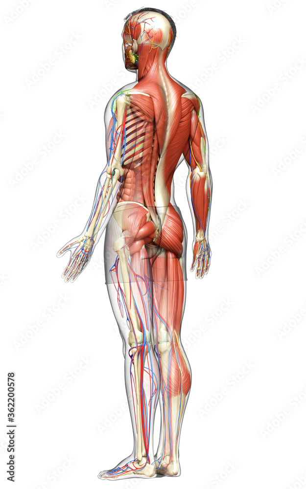 3d rendered medically accurate of the male anatomy 3d rendered medically accurate of the male anatomy
