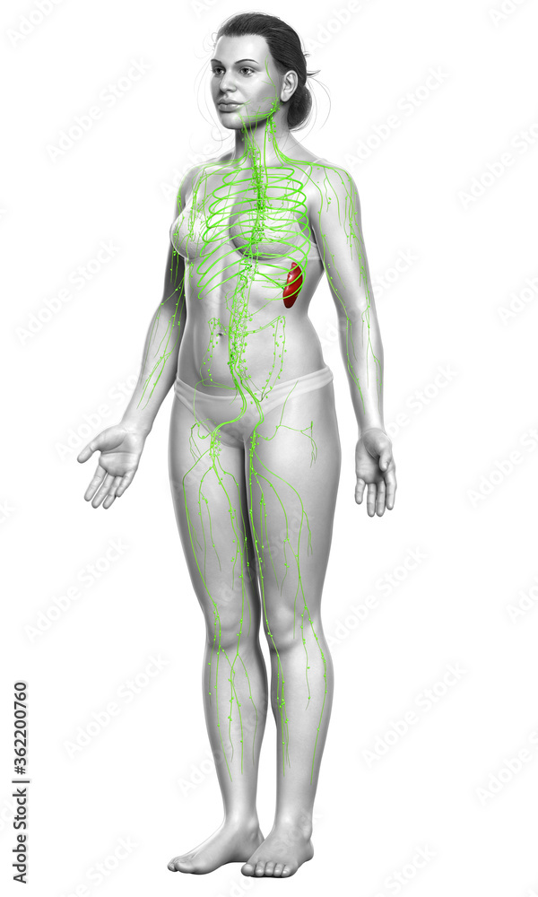 3d rendered medically accurate illustration of a female lymphatic system