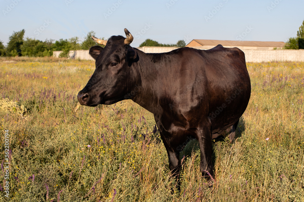 Black beautiful dairy cow on a summer field. Black beautiful dairy cow on a summer field.