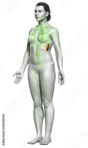 3d rendered medically accurate illustration of a female lymphatic system