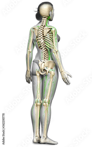 3d rendered medically accurate illustration of a female lymphatic system © pixdesign123