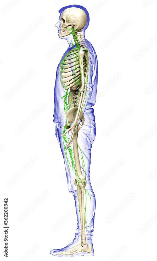 3d rendered medically accurate illustration of a male lymphatic system