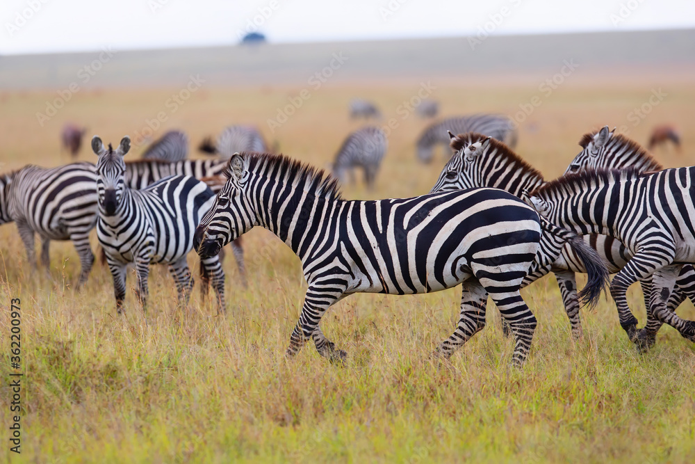 Fototapeta premium Zebra running on the savanne of the Masai Mara Game Reserve in Kenya