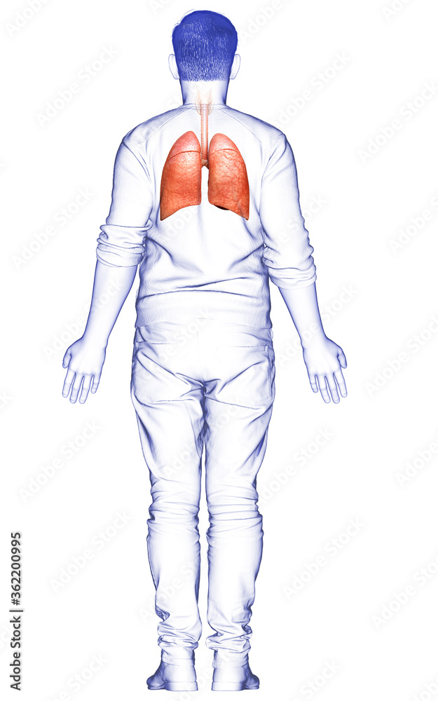 3d rendered, medically accurate illustration of a male lung anatomy 3d rendered, medically accurate illustration of a male lung anatomy