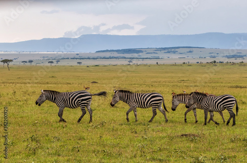 Zebra walking on the savanne of the Masai Mara Game Reserve in Kenya