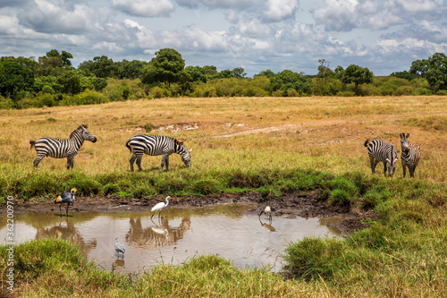 Zebra standing on the savanne of the Masai Mara Game Reserve in Kenya