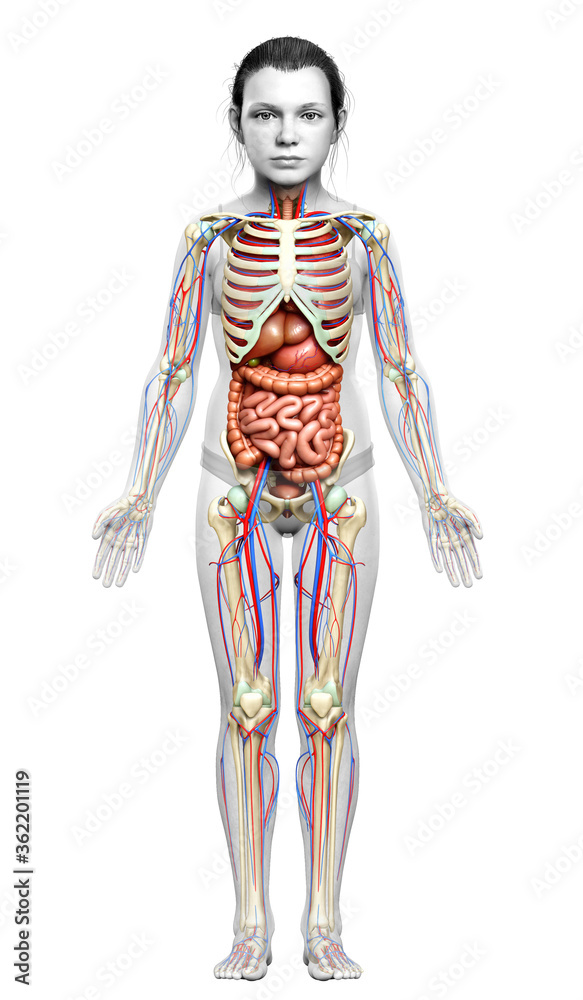 3d rendered medically accurate illustration of girl Internal organs, skeleton and circulatory system 3d rendered medically accurate illustration of girl Internal organs, skeleton and circulatory system