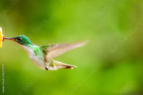 Colibrí Esmeralda andina, diamante de pico largo o amazilia andina / Andean Emerald / Amazilia franciae - Alambi, Ecuador photo