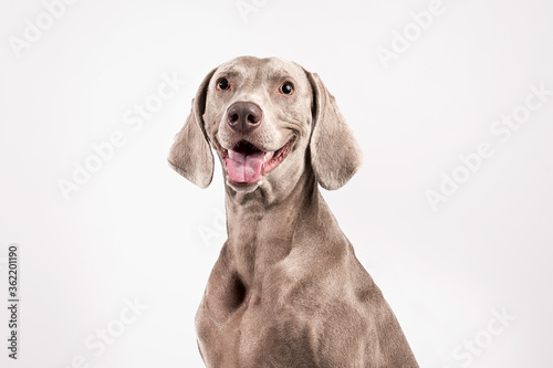 stock photography gray weimaraner breed dog on white background © REFLEJAARTE 