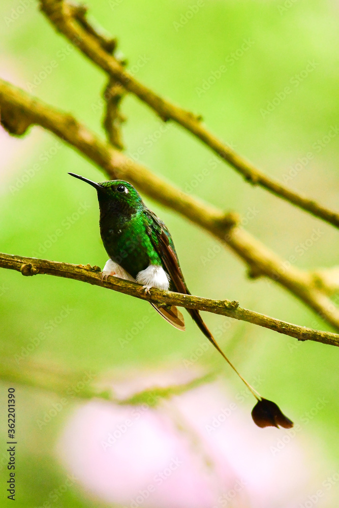 El colibrí de raquetao colibrí cola de hoja o cola de raqueta macho / White-booted racket-tail Male Hummingbird / Ocreatus underwoodii - Alambi, Ecuador El colibrí de raquetao colibrí cola de hoja o cola de raqueta macho / White-booted racket-tail Male Hummingbird / Ocreatus underwoodii - Alambi, Ecuador