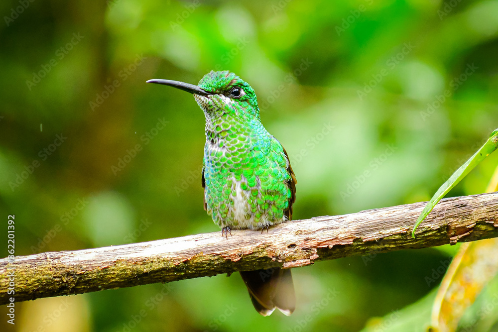Fototapeta premium Colibrí brillante coroniverde o diamante frentiverde / Green Crowned Brillant Hummingbird / Heliodoxa jacula - Alambi, Ecuador, Reserva de Biósfera del Chocó Andino