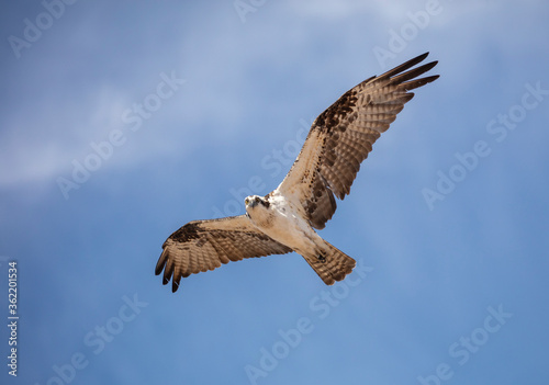 Osprey flying against the blue sky hunting for food