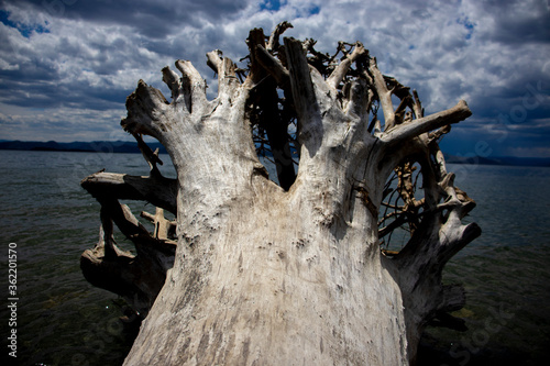 log