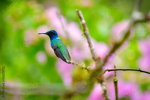 Colibrí Jacobino cuello blanco o jacobino collar grande / White Necked Jacobin Hummingbird / Florisuga mellivora - Alambi, Ecuador