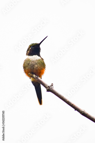 Colibrí de Mitchell / Purple-throated Woodstar Hummingbird / Philodice mitchellii - Alambi, Ecuador