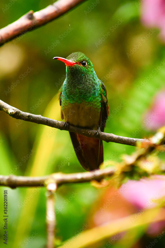 Colibrí Amazilia de cola rufa / Rufous Tailed Hummingbird / Amazilia Tzacatl - Alambi, Ecuador, Reserva de Biósfera del Chocó Andino