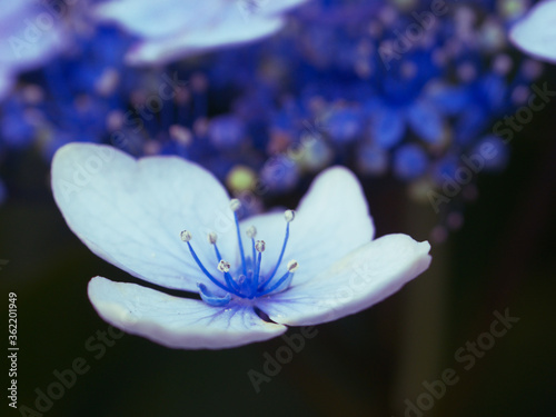 水色のアジサイの花びら1