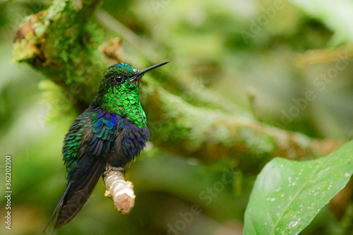 Colibrí Zafiro Coronado / Green-crowned woodnymph Hummingbird / Thalurania colombica - Alambi, Ecuador