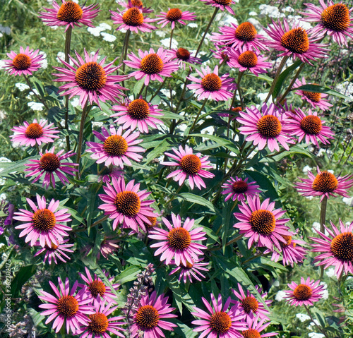 Purple coneflowers, echinacea blooming in garden.