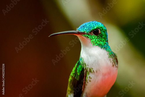 Colibrí Esmeralda andina, diamante de pico largo o amazilia andina / Andean Emerald / Amazilia franciae - Alambi, Ecuador