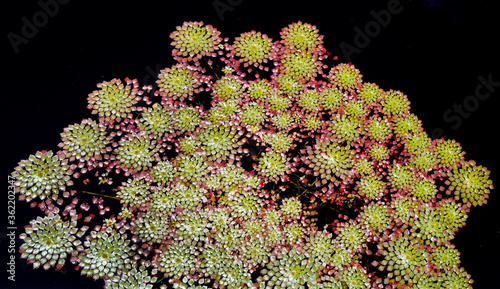 Water chestnut plants with green sawtooth leaves floating in pond. photo