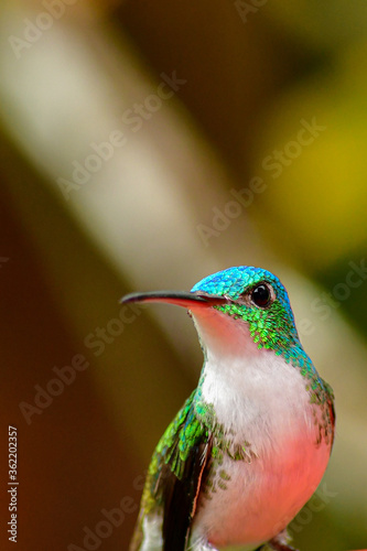 Colibrí Esmeralda andina, diamante de pico largo o amazilia andina / Andean Emerald / Amazilia franciae - Alambi, Ecuador photo