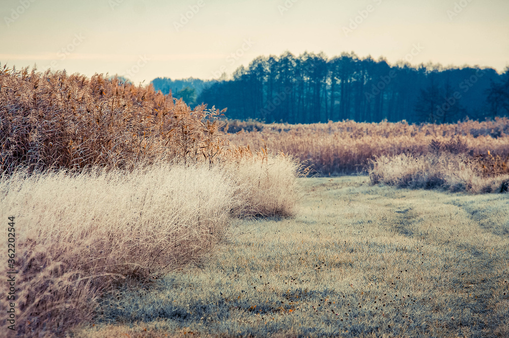 Autumn landscape in the morning. First frost on the grass.
Autumn landscape in the morning. First frost on the grass.