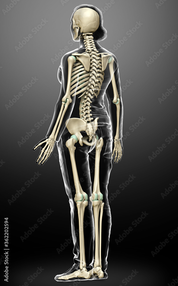 3d rendered, medically accurate illustration of a female skeleton system 3d rendered, medically accurate illustration of a female skeleton system