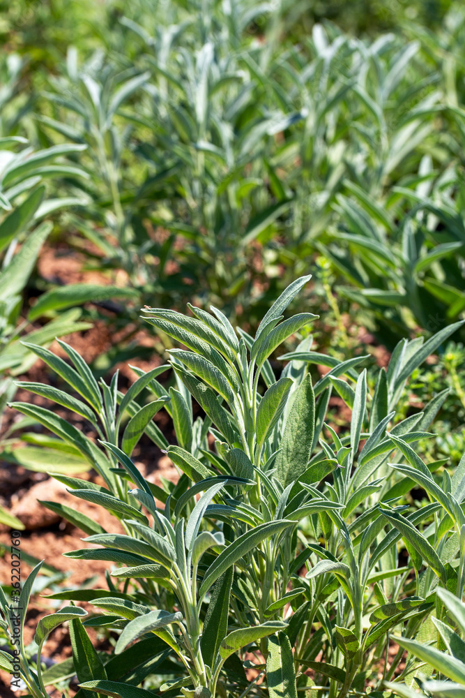 Sage plant growing in herb garden