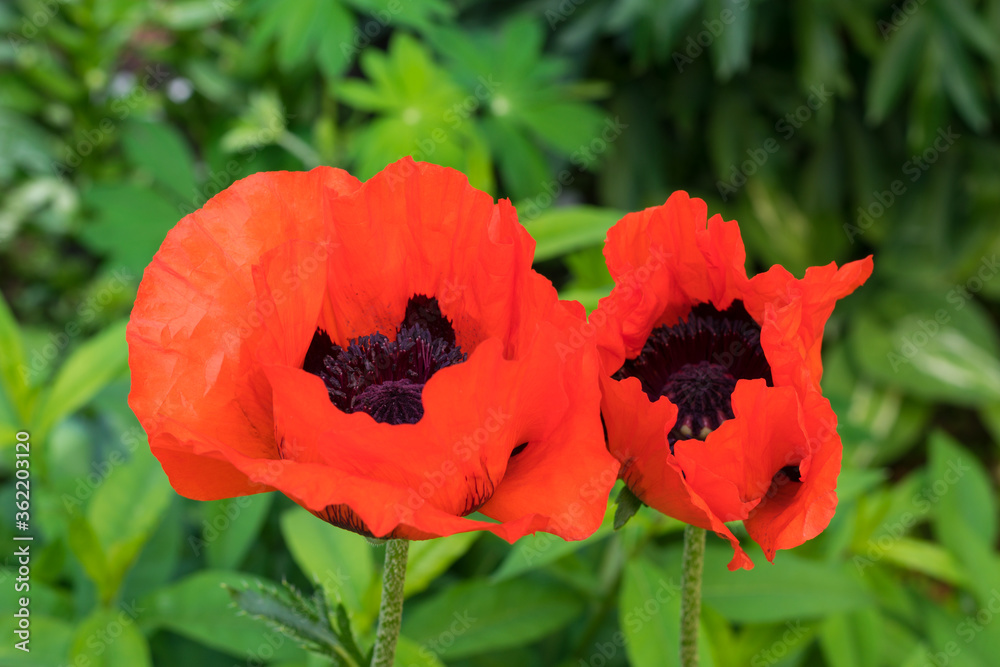 Closeup of beautiful red blooming poppies in a natural field Closeup of beautiful red blooming poppies in a natural field