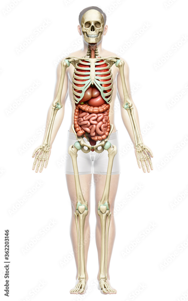 3d rendered medically accurate illustration of male Internal organs 3d rendered medically accurate illustration of male Internal organs